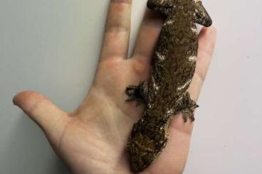 Geckos kaufen und verkaufen Foto: Rhacodactylus leachianus 