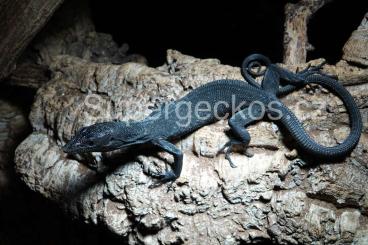 Warane kaufen und verkaufen Foto: Varanus beccarii CB 23 and 24 / Black tree monitor