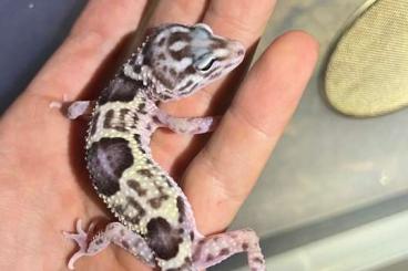 Geckos kaufen und verkaufen Foto: Eublepharis angramainyu 0,0,2