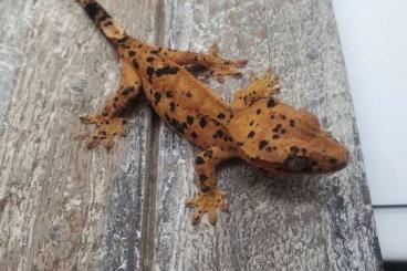 Geckos kaufen und verkaufen Foto: Correlophus ciliatus superdalmatian phantom female. 10 grams