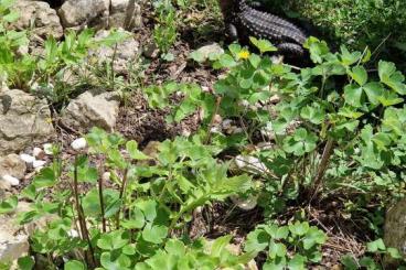 other lizards kaufen und verkaufen Photo: Glattstirnkaiman verm.männlich 