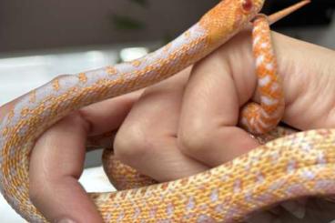 Nattern ungiftige  kaufen und verkaufen Foto: Gophernatter Pituophis catenifer annectens