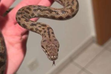 Schlangen kaufen und verkaufen Foto: Antaresia Maculosa 0.1 (Fleckenpython)