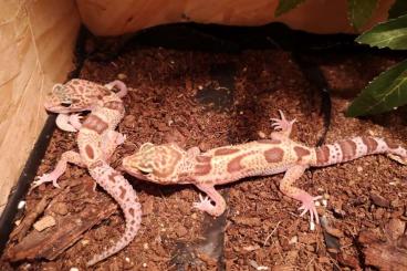 Geckos kaufen und verkaufen Foto: 5 leopardgeckos weiblich 