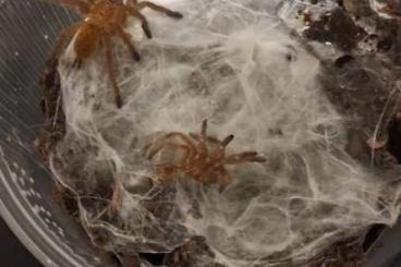 - bird spiders kaufen und verkaufen Photo: Monocentropus balfouri,Pterinochilus murinus - bird spiders kaufen und verkaufen Photo: Monocentropus balfouri,Pterinochilus murinus