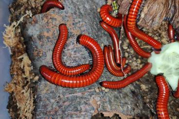 andere Wirbellose kaufen und verkaufen Foto: Centrobolus sp. Mosambik - Tausendfüßer - Asseln - Terrarium