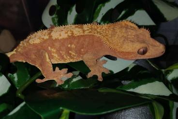 Geckos kaufen und verkaufen Photo: Kronengecko Red Harlequin - Crested Gecko - Correlophus ciliatus