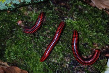 other Arthropoda kaufen und verkaufen Photo: Centrobolus fulgidus - Tausendfüßer - Asseln - Terrarium