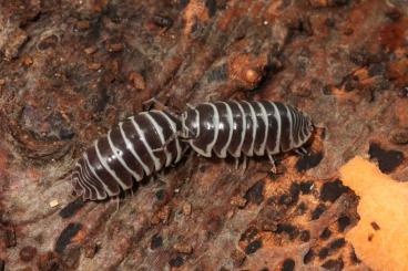 Insekten kaufen und verkaufen Foto: Armadillidium maculatum - Zebrarollassel - Terrarium