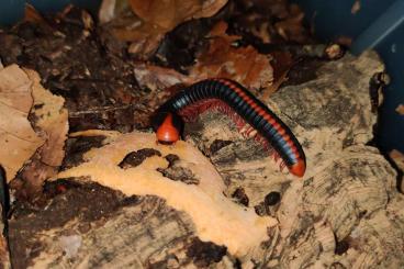 other Arthropoda kaufen und verkaufen Photo: Xenobolus carnifex - Tausendfüßer - Asseln - Terrarium