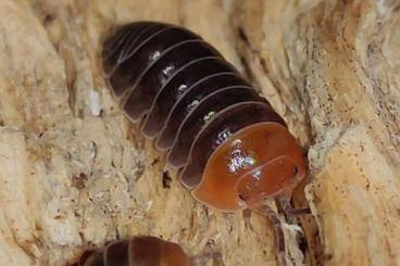 andere Wirbellose kaufen und verkaufen Foto: Armadillidium flavoscutatum "Red Head" Zierassel Terrarium 