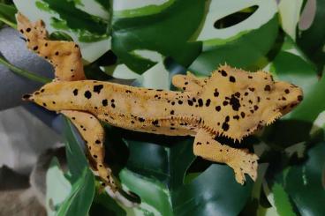 Geckos kaufen und verkaufen Foto: Proven Male Super Dalmatian Crested Gecko - Kronengecko - Correlophus 