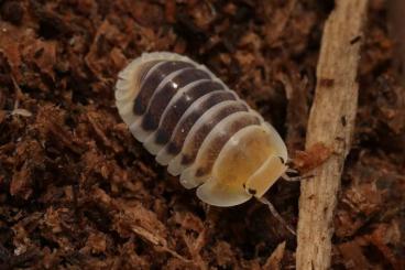 andere Wirbellose kaufen und verkaufen Foto: Cubaris sp. Jupiter - Zierassel - Amber Tiger - Assel