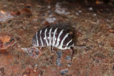 Insects kaufen und verkaufen Photo: Armadillidium maculatum - Zebrarollassel