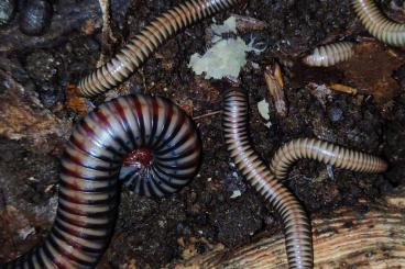 Insekten kaufen und verkaufen Photo: Atopochetus dollfusi - Tausendfüßer - Terrarium - Asseln Insekten kaufen und verkaufen Photo: Atopochetus dollfusi - Tausendfüßer - Terrarium - Asseln