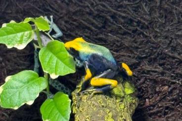 frogs kaufen und verkaufen Photo: Dendrobates Tinctorius aus eigener Nachzucht