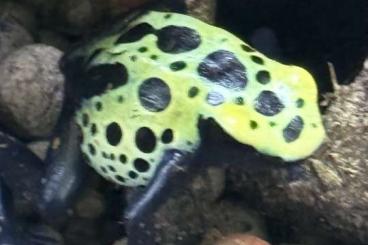 Poison dart frogs kaufen und verkaufen Photo: D. Tinctoris Sipaliwini green