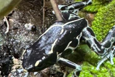 Pfeilgiftfrösche kaufen und verkaufen Foto: Dendrobates Tinctorius Graubeiner