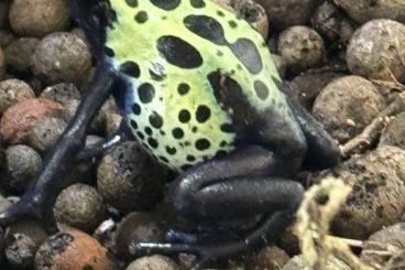 Pfeilgiftfrösche kaufen und verkaufen Foto: Dendrobates Tinctorius Sipaliwini lime green