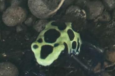 Poison dart frogs kaufen und verkaufen Photo: Tinctotius Sipaliwini lime green