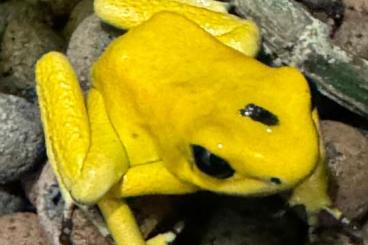 Poison dart frogs kaufen und verkaufen Photo: Phyllobates terribili Weibchen adult