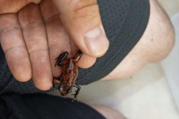 Pfeilgiftfrösche kaufen und verkaufen Foto: oophaga sylvatica Diablo Pfeilgiftfrosch