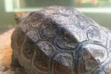 Schildkröten  kaufen und verkaufen Foto: Dreikiel 5 Jahre und Höckerschildkröte 8 Monate abzugeben