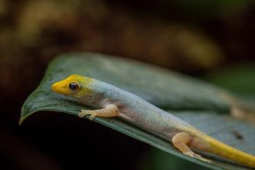 Geckos kaufen und verkaufen Foto: Lygodactylus Conraui Eier