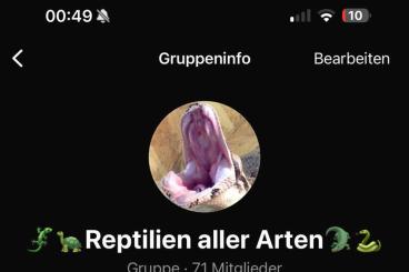 Schlangen kaufen und verkaufen Foto: WhatsApp Gruppe Reptilen aller Art