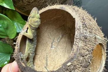 Geckos kaufen und verkaufen Foto: Verkaufe Hemidactylus fasciatus, eigene Nachzuchten