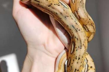 Pythons kaufen und verkaufen Foto: Malayopython reticulatus 