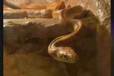 Schlangen kaufen und verkaufen Foto: Zwei Kornnatter Weibchen 