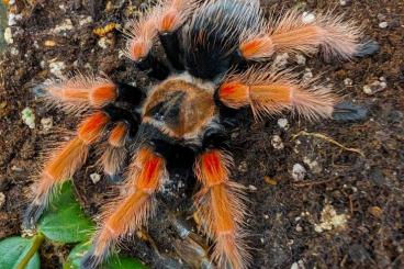 - bird spiders kaufen und verkaufen Photo: Verschiedene Vogelspinnen und weitere Wirbellose