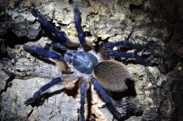 - bird spiders kaufen und verkaufen Photo: Unsere aktuelle Abgabeliste