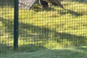 Other kaufen und verkaufen Photo: Parma Känguru Wallaby mit Lieferung 