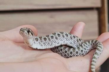 Snakes kaufen und verkaufen Photo: 1.0 hakennasennatter artic 