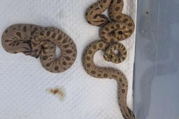 Snakes kaufen und verkaufen Photo: 3.0 Heterodon nasicus anaconda 