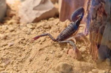 Scorpions kaufen und verkaufen Photo: Hottentotta franzwerneri 1.0 Adult