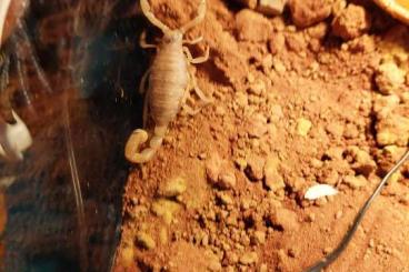 Scorpions kaufen und verkaufen Photo: Hadrurus arizonensis subadult Haariger Wüstenskorpion