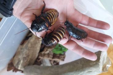 Insekten kaufen und verkaufen Foto: Madagaskar Fauchschaben subadult/adult