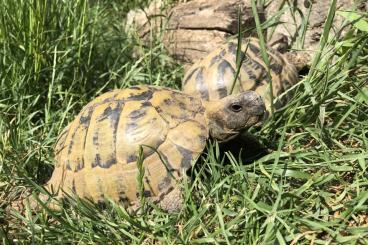 Tortoises kaufen und verkaufen Photo: Griechische Landschildkröten Nachzucht 2023 abzugeben