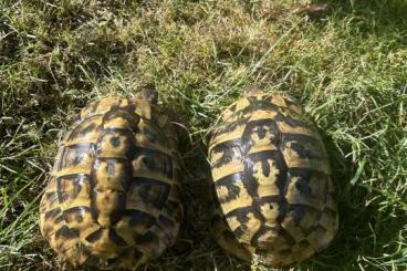 Tortoises kaufen und verkaufen Photo: Pärchen griechische Landschildkröten THB