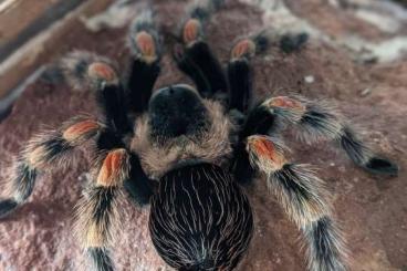 - bird spiders kaufen und verkaufen Photo: Brachypelma smithi Vogelspinne 
