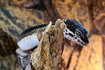 Geckos kaufen und verkaufen Foto: 0.1 Black Night Leopardgecko