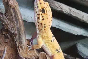 Geckos kaufen und verkaufen Foto: 1.0 Leopardgecko SHT abzugeben