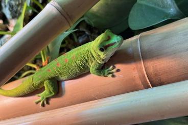 Geckos kaufen und verkaufen Photo: Große Madagaskar-Taggecko (Phelsuma grandis) zu verkaufen 