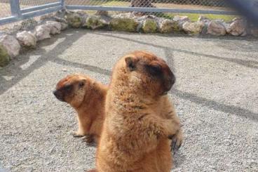 Exotic mammals kaufen und verkaufen Photo: Looking for Bobak marmot / Alpine Marmot 