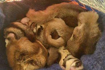 Sonstiges kaufen und verkaufen Foto: Flughörnchen/sugarglider.