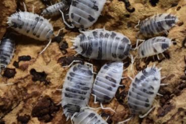 Crustraceae non aquatic kaufen und verkaufen Photo: Panda Assel (Porcellio laevis)