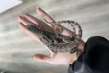 Agamen kaufen und verkaufen Foto: Pogona barbata           .